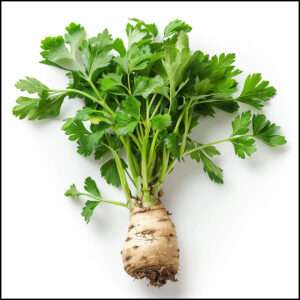 Celeriac (Fennel Root)