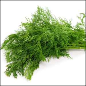 Dill