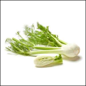 Fennel Bulb