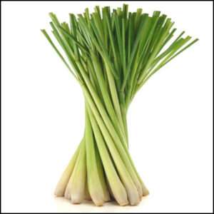 Lemon Grass 