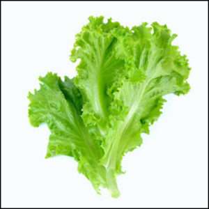 Lettuce Frisse