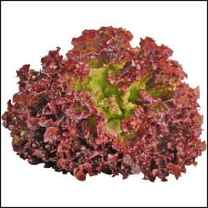 Lettuce Lollo Rosso Red