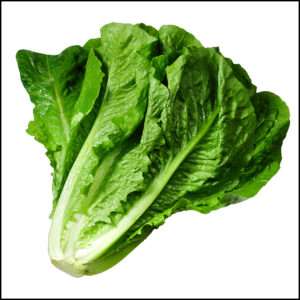 Lettuce Romain