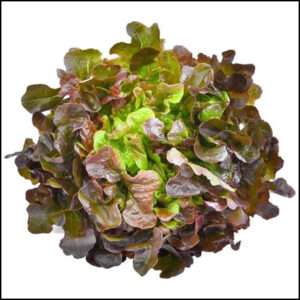 Lettuce Red Oak