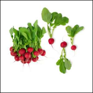 Red Radishes Round